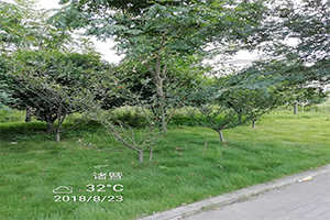 1559550280691943.jpg 圖片44d.jpg